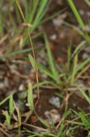 Image result for Chloris pycnothrix