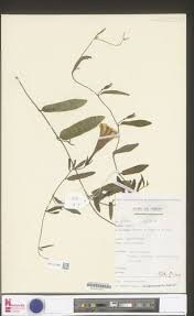 Image result for Ipomoea blepharophylla