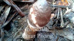 Pisang agung semeru dan pisang. Khasiat Jamur Pisang Youtube