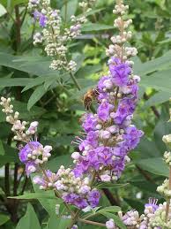Image result for Vitex