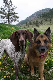 See more ideas about puppies, german shorthaired pointer, labrador. 56 German Shorthaired Pointers German Shepherds Ideas In 2021 German Shorthaired Pointer German Shepherd Shepherd