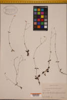 Image result for Crepidorhopalon parviflorus