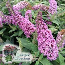Buddleia Pugster Pink Buy Butterfly Bush Shrubs Online Butterfly Bush Bush Plant Dwarf Butterfly Bush