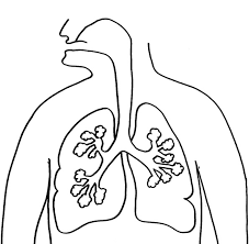 The spruce / wenjia tang take a break and have some fun with this collection of free, printable co. Respiratory System Coloring Page Coloring Home