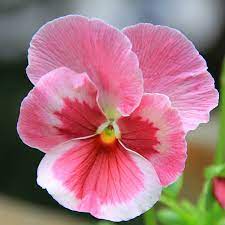 Pink Pansy Mix Color Wavy Viola Flower Seeds In 2021 Pansies Flowers Viola Flower Flower Seeds