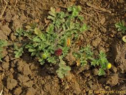 Image result for Grangea