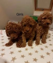 Il gruppo di 'barboncino', rivali degli spada a ostia nuova. Vendita Cucciolo Barboncino Da Privato A Como Cuccioli Adorabili Del Barboncino Della Tazza Da Te