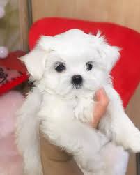 She is available for deposit along with 3. Maltese Puppies For Sale In Georgia Adorable Outstanding Maltese Yorkie Puppies For Sale Facebook