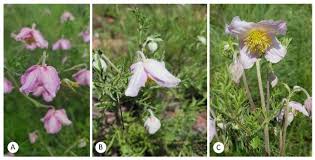 Image result for Clematis villosa