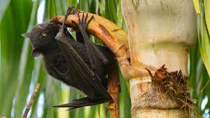 Nipah virus was later also identified in india and bangladesh in 2001, with the flying fox (pteropus spp.) as the. Singapore Conference Explored Global Threat Of Nipah Virus Duke Today