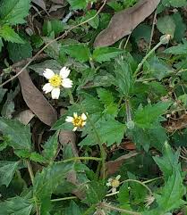 These produce flowers that are either white or lavender in color, and although they may look pretty, they can become pretty invasive and difficult to manage if you don't treat them with the proper herbicide quickly. Weed Flowers Steemit