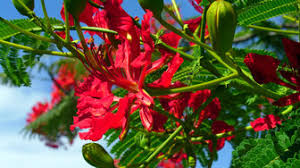 Una pianta con i fiori gialli a grappolo. Piante E Fiori Nella Tembo Court Kenya Vacanze