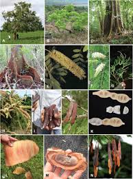 Image result for Newtonia buchananii