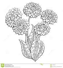 Dahlia Flower Graphic Black White Isolated Bouquet Sketch Illustration Vector Stock Vector Illustration Of Dahlia Flower Graphic Dahlia Flower Cute Sketches