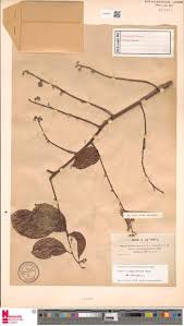 Image result for Orthopichonia schweinfurthii