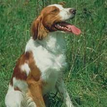 I have a litter of french brittany pups four males and two females all orange/white asking three hundred and fifty for the pups they will make great c… i have four males and one female brittany spaniel puppies for sale. Puppyfind Brittany Puppies For Sale