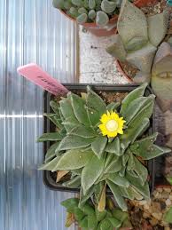 Image result for Nananthus aloides