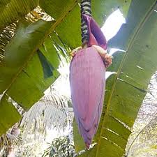 Benar saja setelah dicek langsung, ternyata gundukan daun pisang tersebut dalamnya ada honda beat warna putih yang sengaja ditutupi oleh sang pemilik. Pisang Wikipedia Bahasa Indonesia Ensiklopedia Bebas