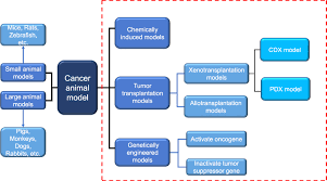 Check spelling or type a new query. Application Of Animal Models In Cancer Research Progress Cmar
