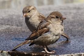 Free Image On Pixabay Sparrows House Sparrow Sperling House Sparrow Sparrow Bird Photo