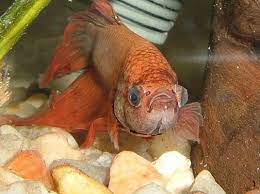 Maybe you would like to learn more about one of these? Jenis Penyakit Ikan Cupang Dan Cara Mengobatinya Ikan Hias Air Tawar Laut Dan Aquarium
