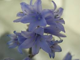 I want flowers in spanish. The Difference Between Spanish And English Bluebells Dengarden