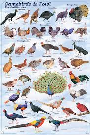 Birds Of North America Poster Galliformes Game Birds And Game Fowl Game Birds Pet Birds Beautiful Birds