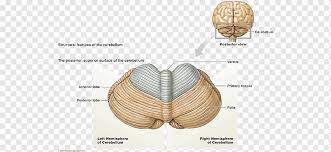 This brief video tutorial discusses some foundational principals for describing and locating cranial nerve nuclei (motor and sensory) in the brainstem. Neuroanatomy Png Images Pngwing