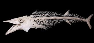 Amazing Bare Bones Fish Art Animal Skeletons Fish Skeleton Skeleton Drawings