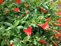 Image result for Epilobium