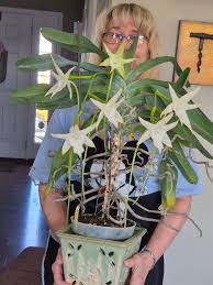 Image result for Angraecum conchiferum
