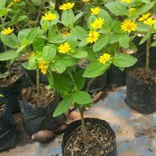 Tanaman bunga matahari mini memiliki bunga indah berwarna kuning dengan daun indah berwarna hijau yang dapat tumbuh dengan sangat lebat, batangnya juga bisa tumbuh tinggi, tanaman ini pun sangat cocok untuk untuk di tanam di pekarangan rumah sebagai penghias taman di rumah anda. Tanaman Hias Bunga Matahari Mini Shopee Indonesia