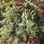 Image result for Indigofera arrecta