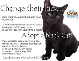 With a state of the art location providing you and your family with a fun and a hands on approach to learning about pets and their required needs. Friday The 13th Consider Adopting A Lucky Black Cat Black Cat Cat Adoption Cats