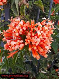 Image result for Pyrostegia