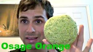 Warty, bumpy, and covered with fine hairs. How To Eat An Osage Orange Weird Fruit Explorer Ep 119 Youtube