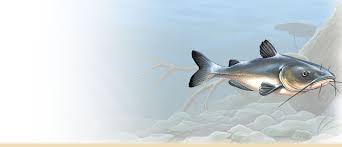 Channel Catfish Facts Information And Photos