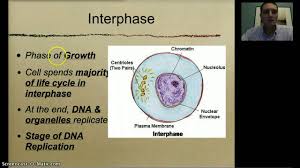 The mitotic spindle, composed of microtubules and proteins, forms in the cytoplasm. Cell Cycle Interphase Mitosis Youtube