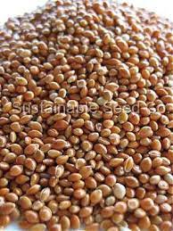 Red Proso Millet Seed Millet Heirloom Seeds Organic Seeds