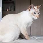 Cinnamon Point Siamese Cats - Siamese Cat Breeder