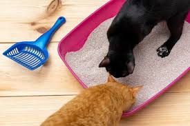 The nature's miracle high sided litter box does everything it needs to do. The 25 Best Litter Boxes Of 2020 Cat Life Today