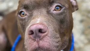 Local kennel aids in rescue after Hurricane Irma