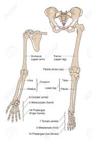 Womans foot bones labeled on white stock photo these pictures of this page are. Bones Of The Lower Arm And Hand And Bones Of The Arm Hand Leg And Foot Royalty Free Cliparts Vectors Focus Pocus