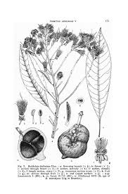 Image result for Buchholzia