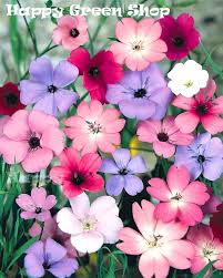 Image result for Silene abyssinica