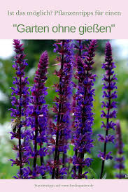 Gibt Es Das Wirklich Einen Garten Ohne Giessen Nein Aber Es Gibt Pflanzen Die Aus Sehr Wasserarmen Regione Garten Bepflanzen Pflanzen Garten Landschaftsbau