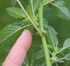 Image result for Amaranthus spinosus