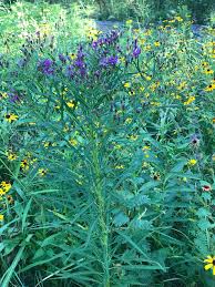 Image result for Vernonia myriantha
