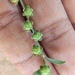 Image result for Phyllanthus maderaspatensis