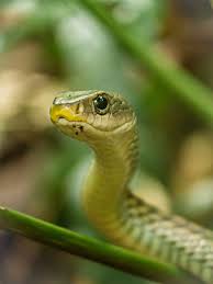 tower record 步道旁巧遇的細紋南蛇 ptyas korros snake beautiful snakes snake illustration snake